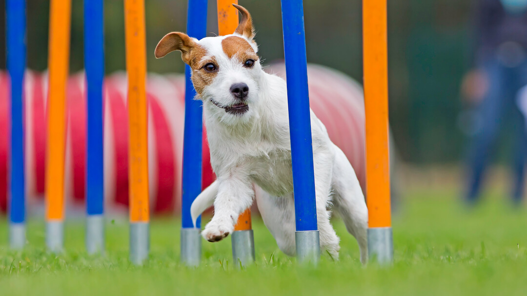 small dog running on an agility course