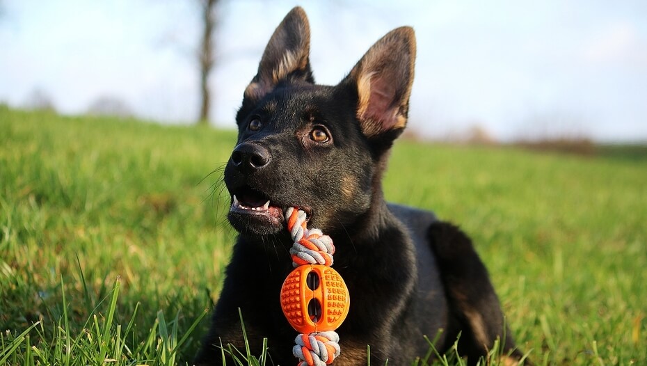 takealot dog toys
