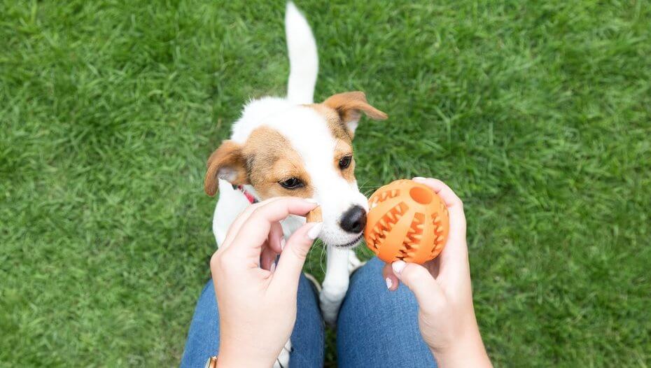 takealot dog toys