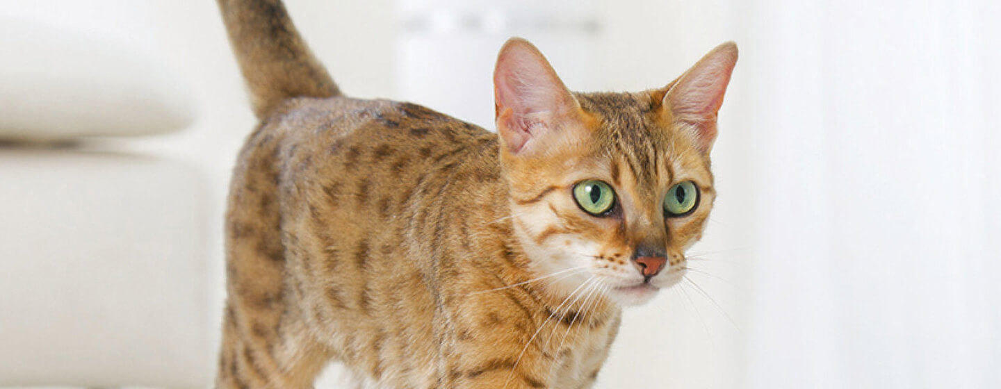 Cat Spraying & Marking: How to Stop it | Purina Cat Spraying & Marking: How to Stop it | Purina