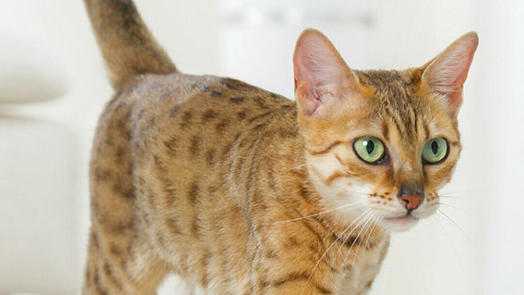 bengal cat with green eyes