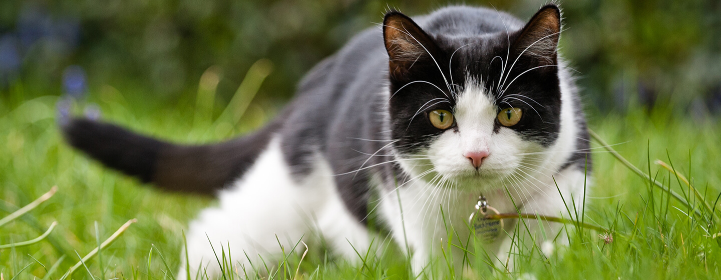 An Elderly Cat Angry Face Background, Scary Cat Pictures