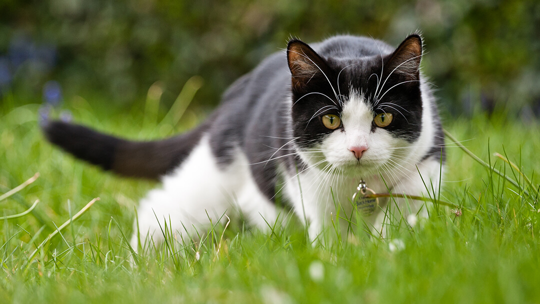 Cat hunting in grass