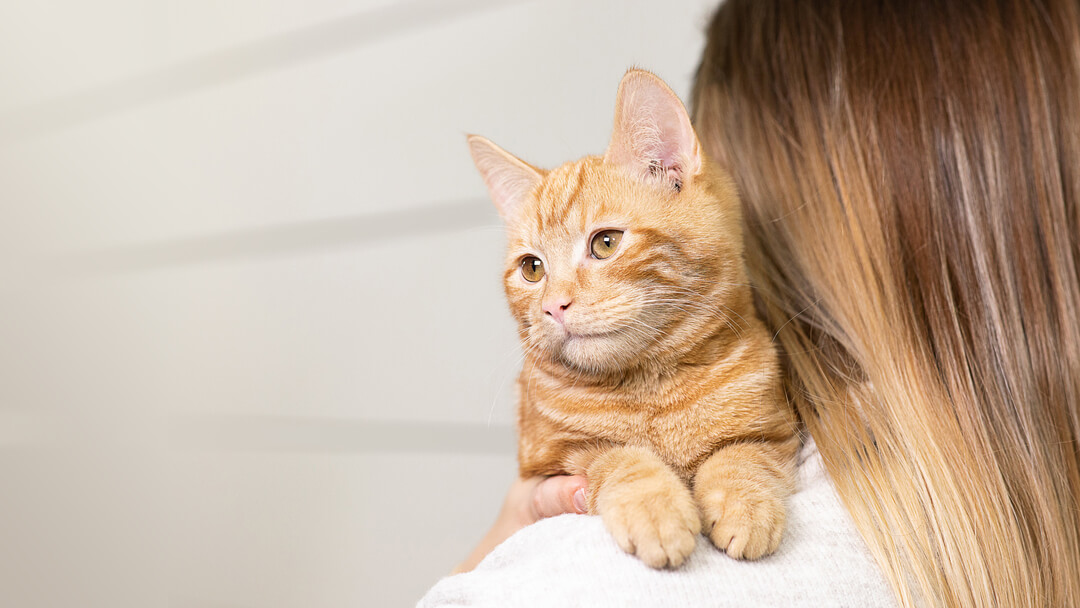 Cat Flu: Symptoms, Treatment, and Long-term Effects