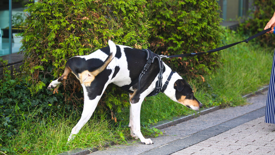 urine infection in dogs symptoms