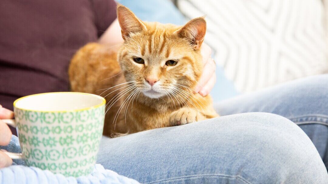 The Best Videos for Cats to Watch | Purina The Best Videos for Cats to Watch | Purina