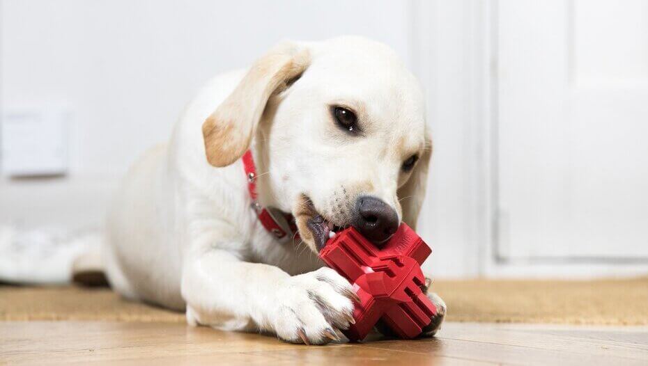 Golden puppy Retriever playing with red toy