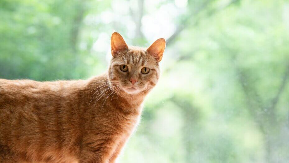 ginger cat looking at the camera