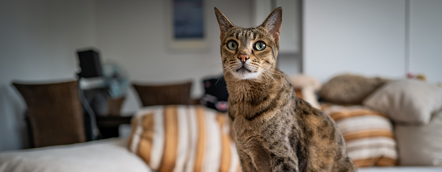 Meet Meow Meow, the Angry Internet Cat That Looks Like Grumpy Cat