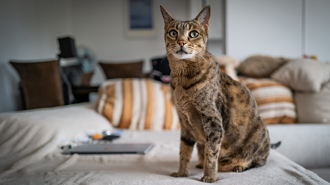 10 Cat Noises and Strange Sounds & What They Mean? | Purina 10 Cat Noises and Strange Sounds & What They Mean? | Purina