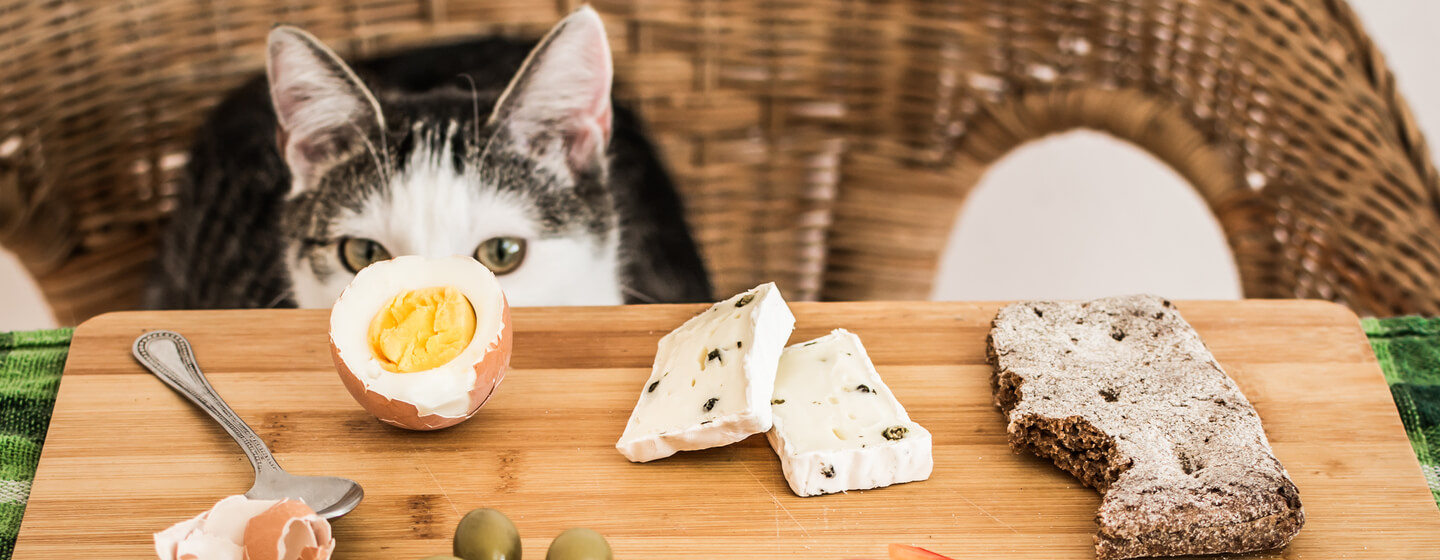 What's on the Menu When Your Cat Goes Out? Probably More Than You