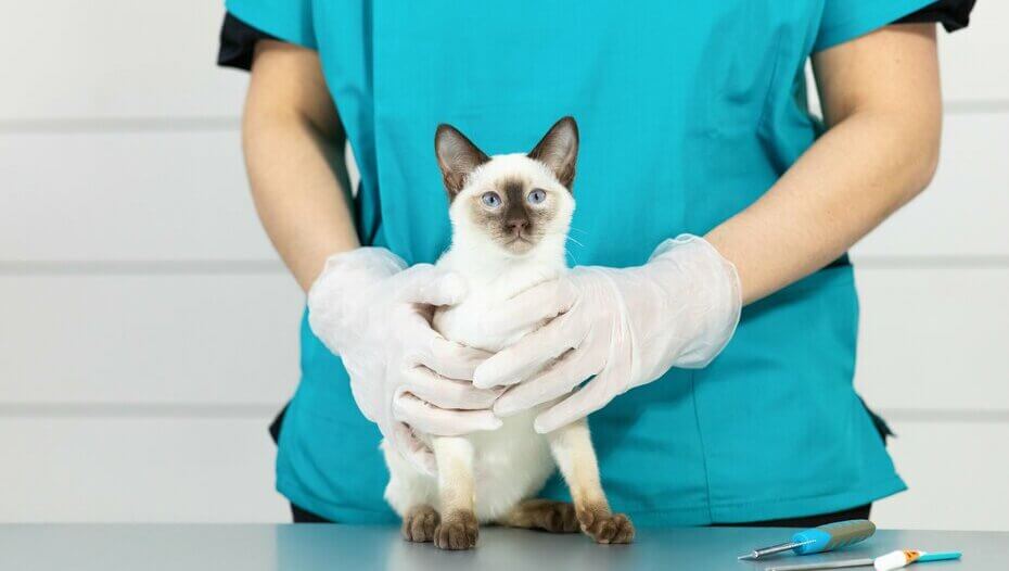 Cat vaccinated twice by mistake
