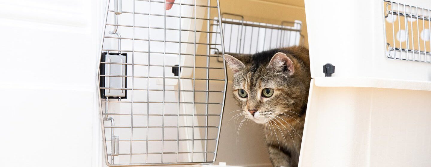 Cat Kitten Vaccinations Advice Schedule Purina