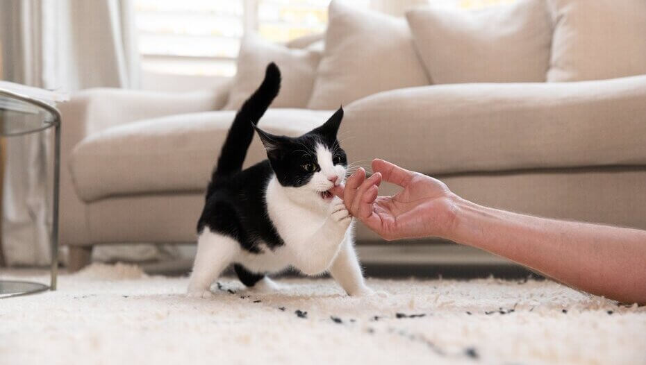 black and white cat biting a finger