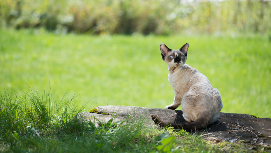What To Do If You Find A Stray Cat Purina What To Do If You Find A Stray Cat Purina