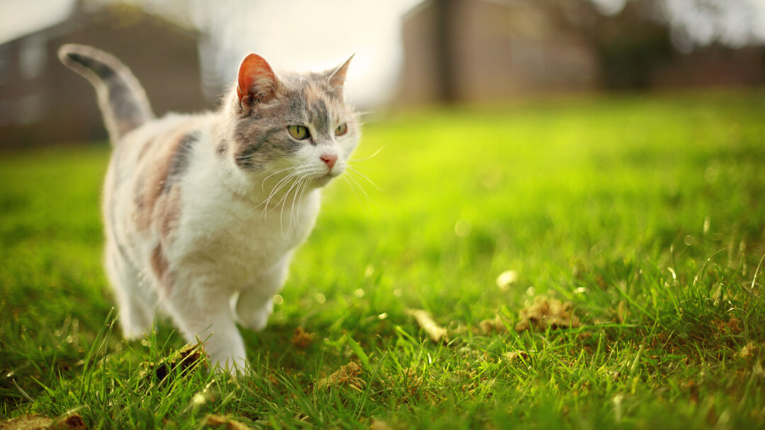 What To Do If You Find A Stray Cat Purina What To Do If You Find A Stray Cat Purina