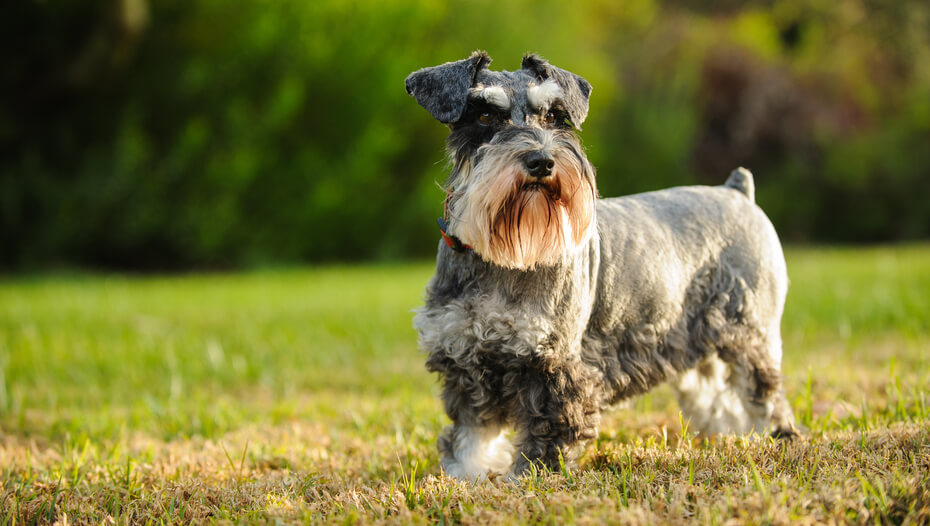 Scottish Terrier running on grass.