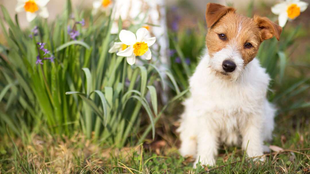 small dog sitting next to flowers