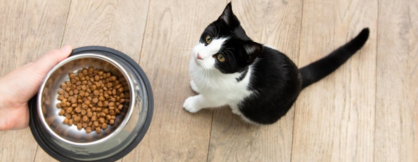 What to Feed a Kitten: Best Food for Kittens | Purina