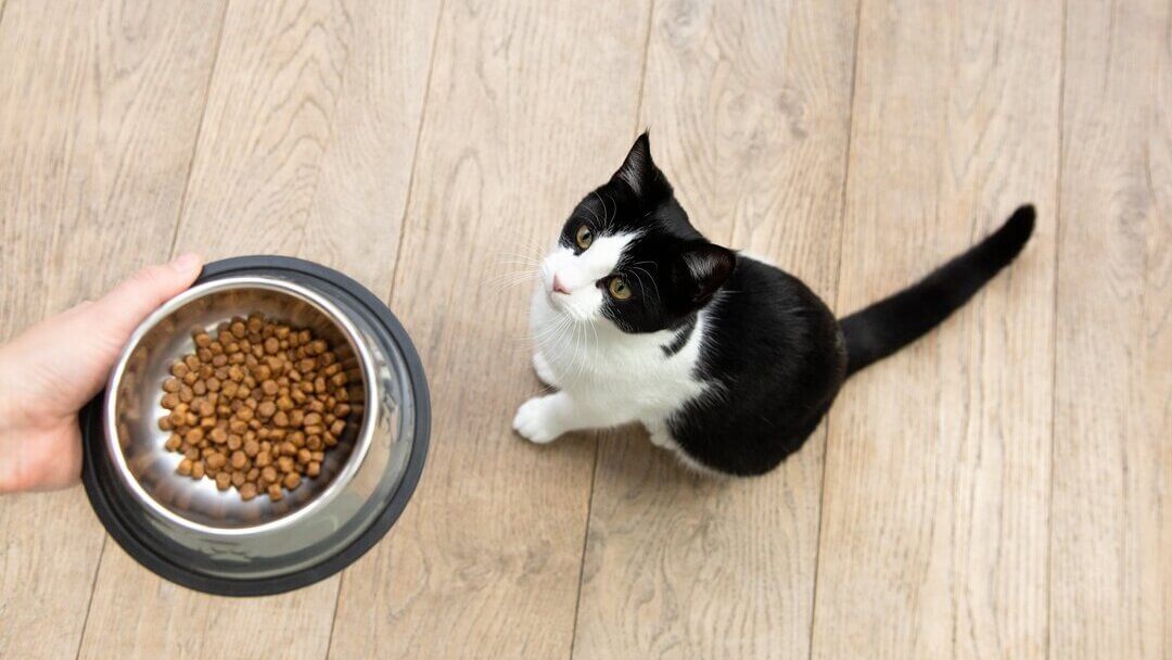 How Long Do You Feed Kitten Food? Discover the Ideal Duration