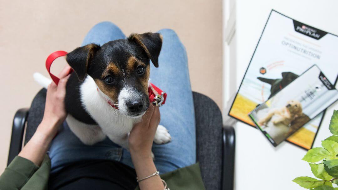 how much is puppy first vet visit