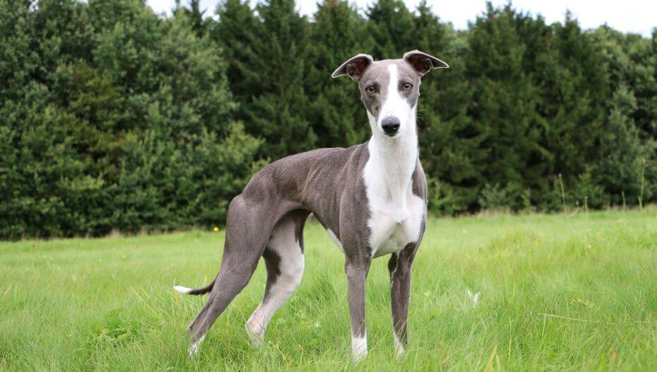 Whippet Dog Breed Information Purina