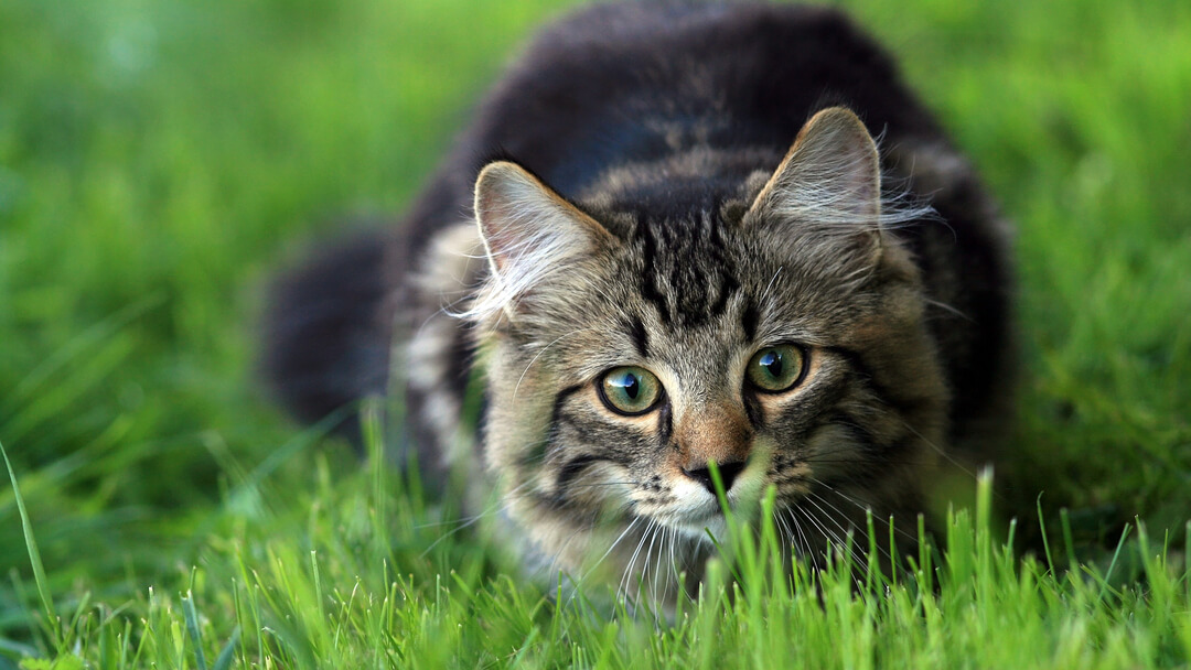 Why Do Cats Eat Grass? 3 Potential Reasons | Purina Why Do Cats Eat Grass? 3 Potential Reasons | Purina