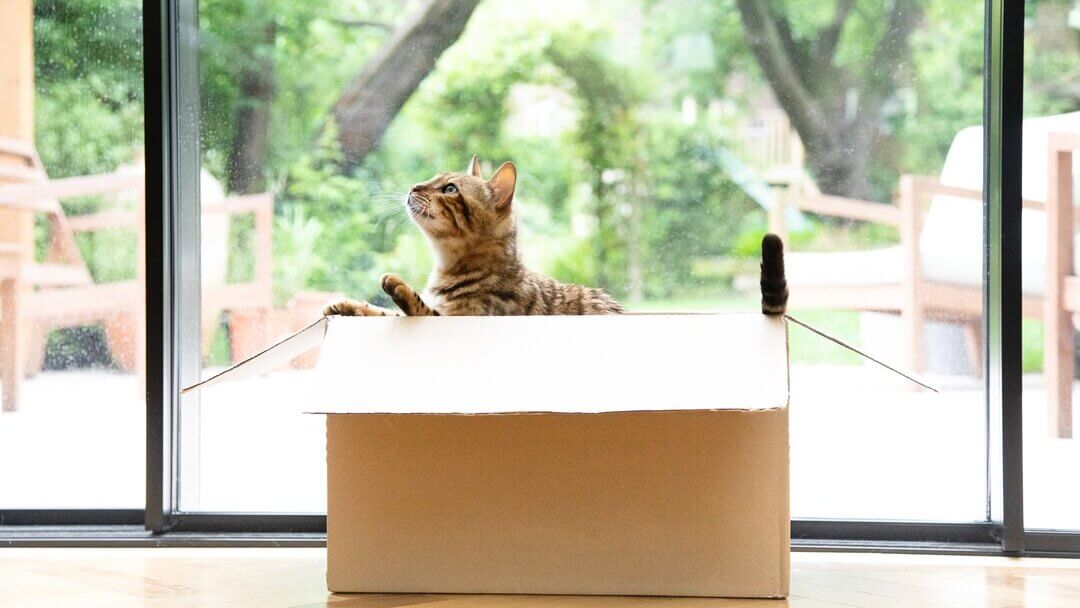 Bengal cat playing in a cardboard box.