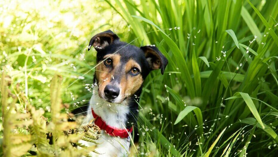 My puppy eats dirt and grass