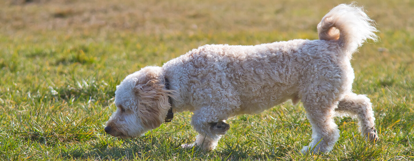 how do i stop my dog from eating grass