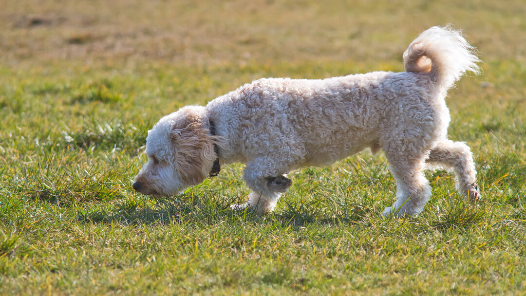 what do you do if your dog eats dirt