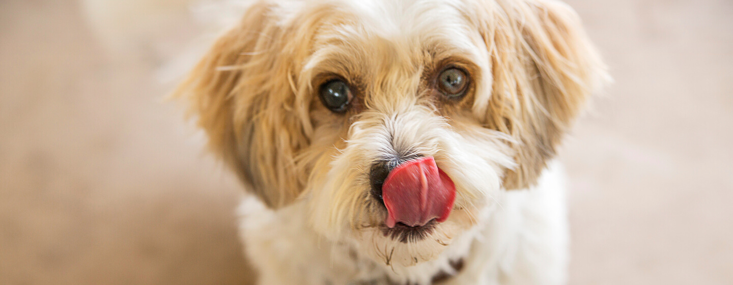 dog licking nose while looking up