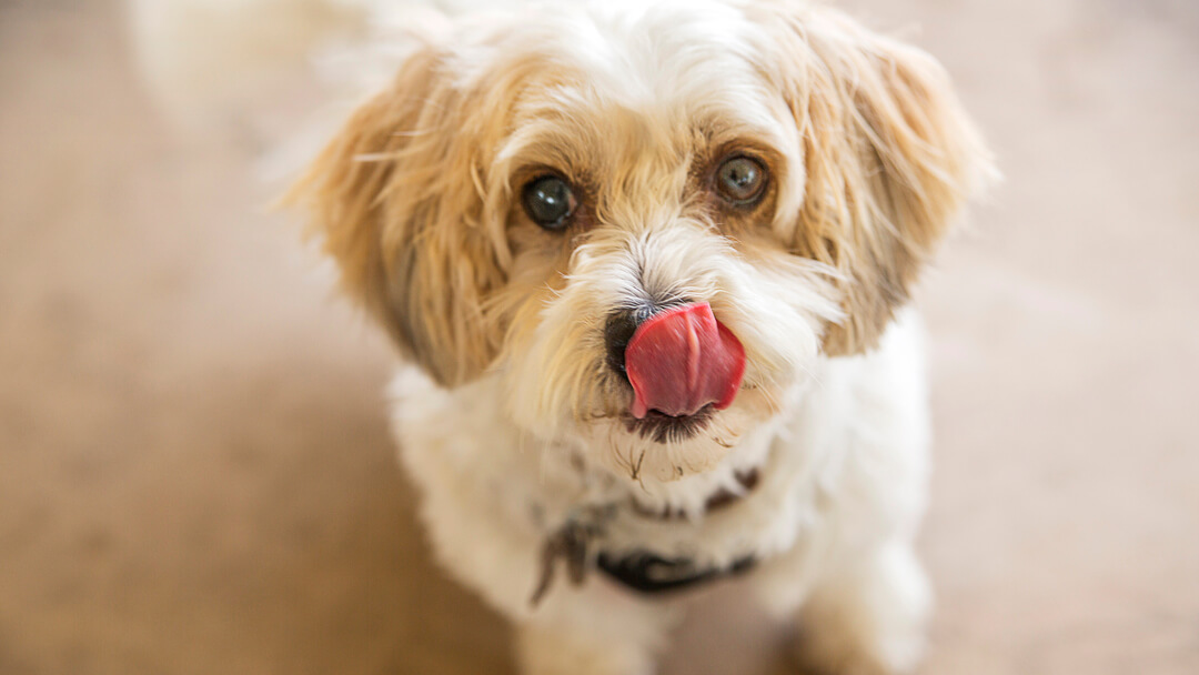 why do dogs lick your feet all the time