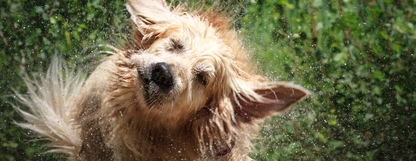 why do puppies shiver after a bath