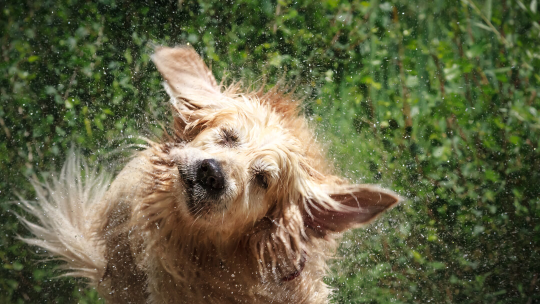 what do dog tremors look like