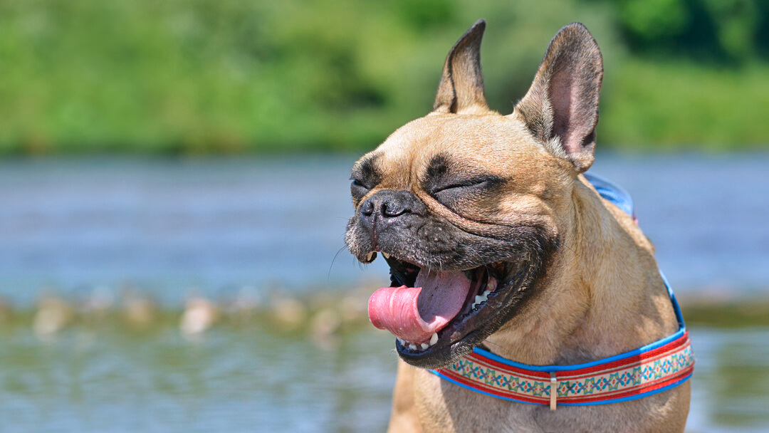 small dog sneezing while sitting in front of a lake