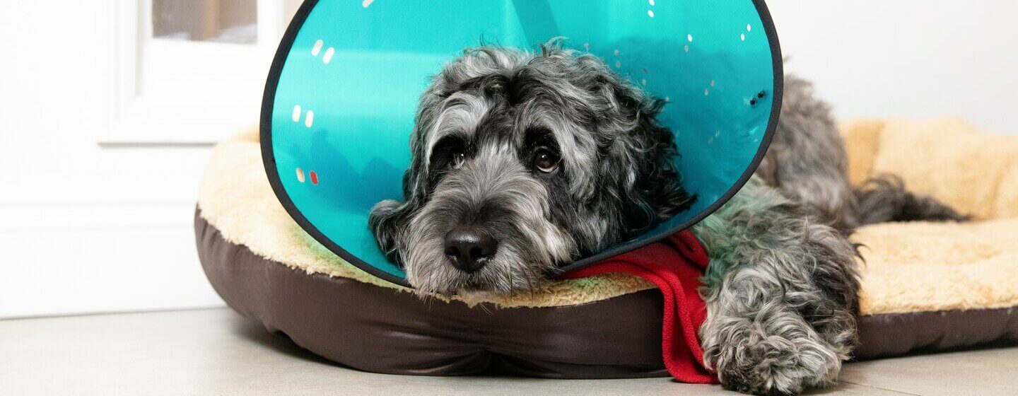 dog safety cone