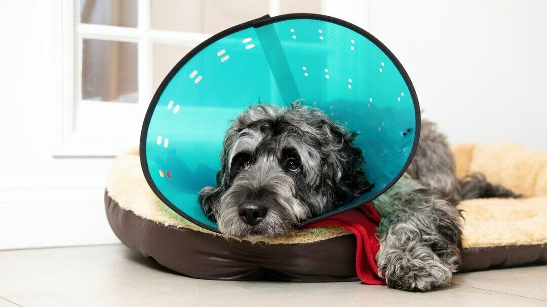 Why Dogs Wear Cones & What Alternatives to Try | Purina