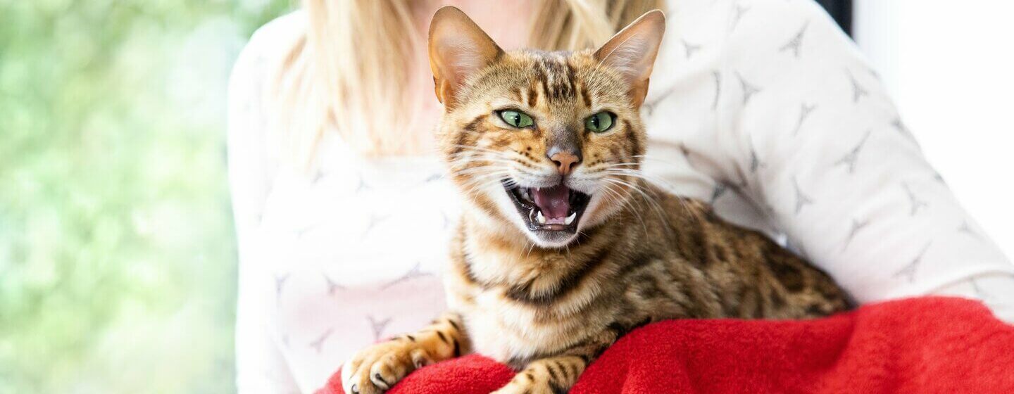 6 Reasons Why Your Cat Is Meowing At Night Purina