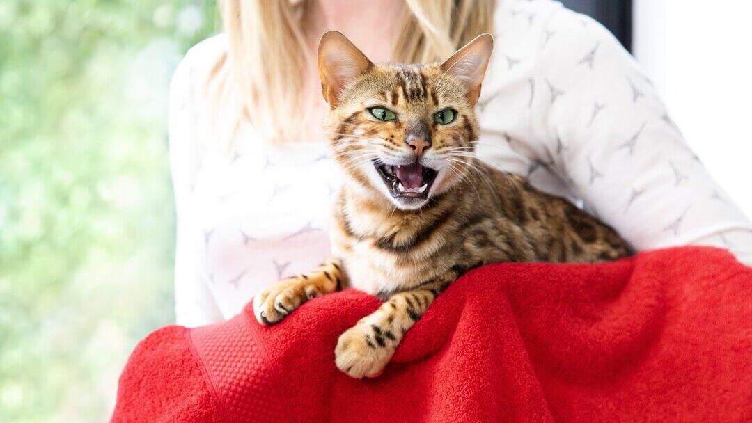 Cats meowing very loudly ( Very Angry Cats ) 