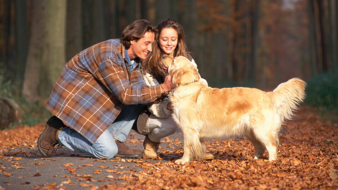 what is the difference between a human and a dog