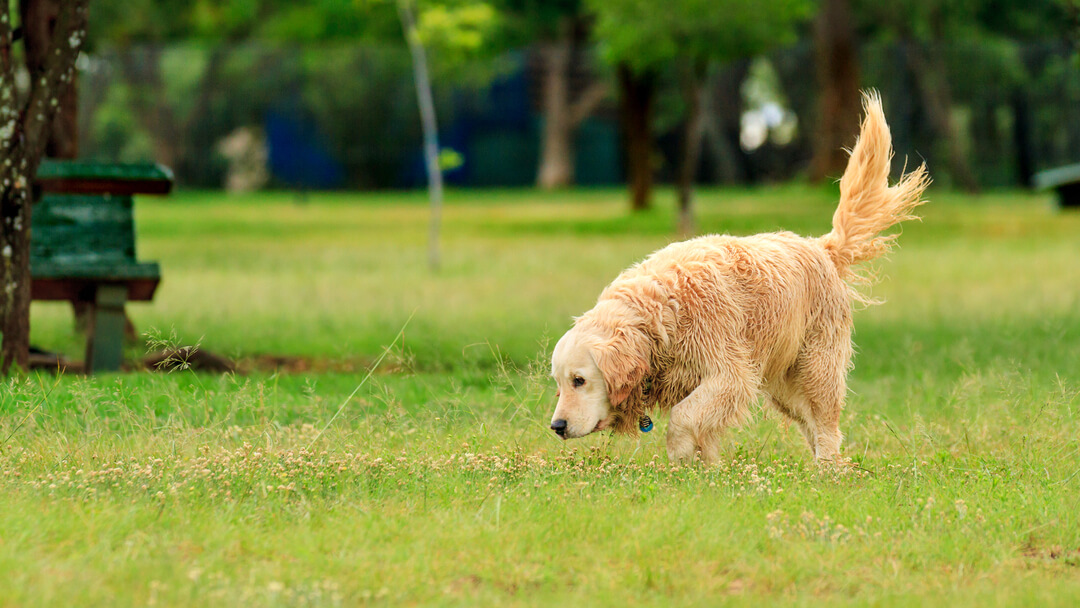 what does it mean when a puppys tail is up