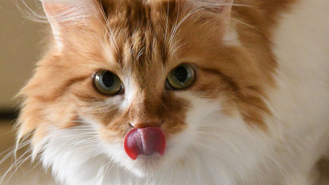 Cat Licking - Why Does My Cat Lick Me? | Purina