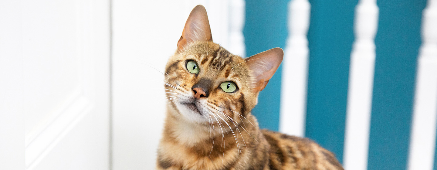 super cute but angry cat, portrait, face symmetry