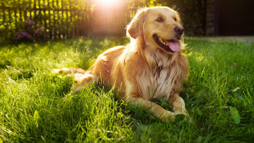 how does panting keep dogs cool