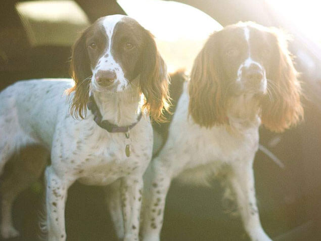 Winalot dogs
