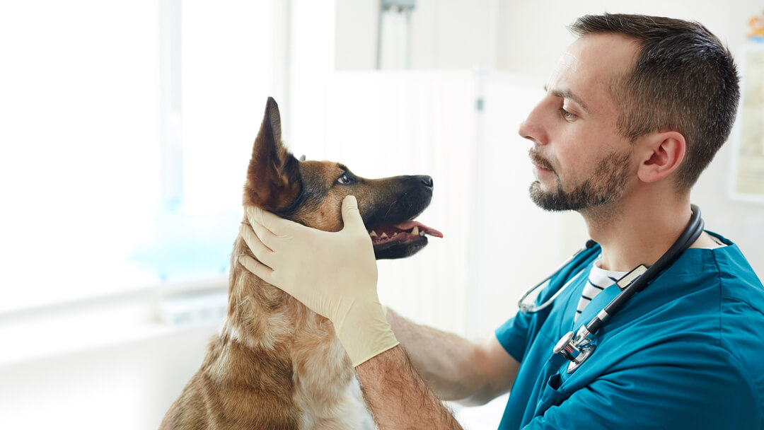 how to clear up yeast infection in dogs ear