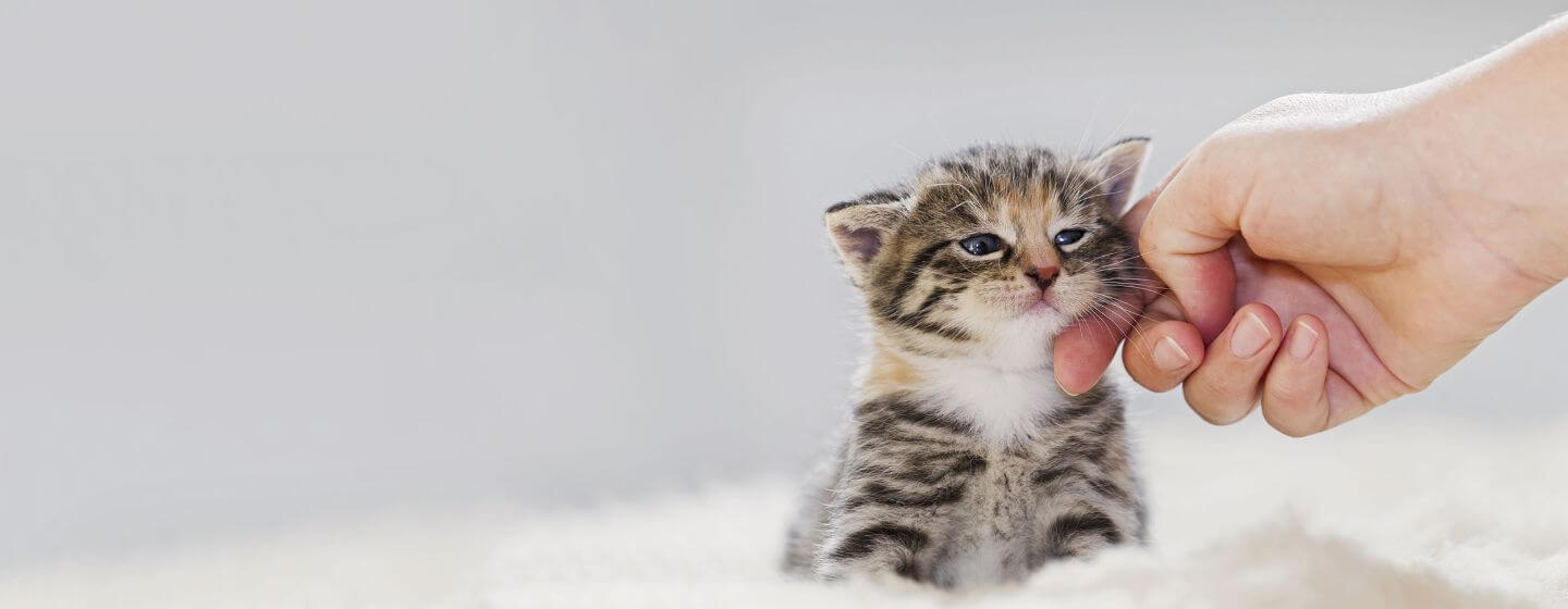Small kitten being stroked.