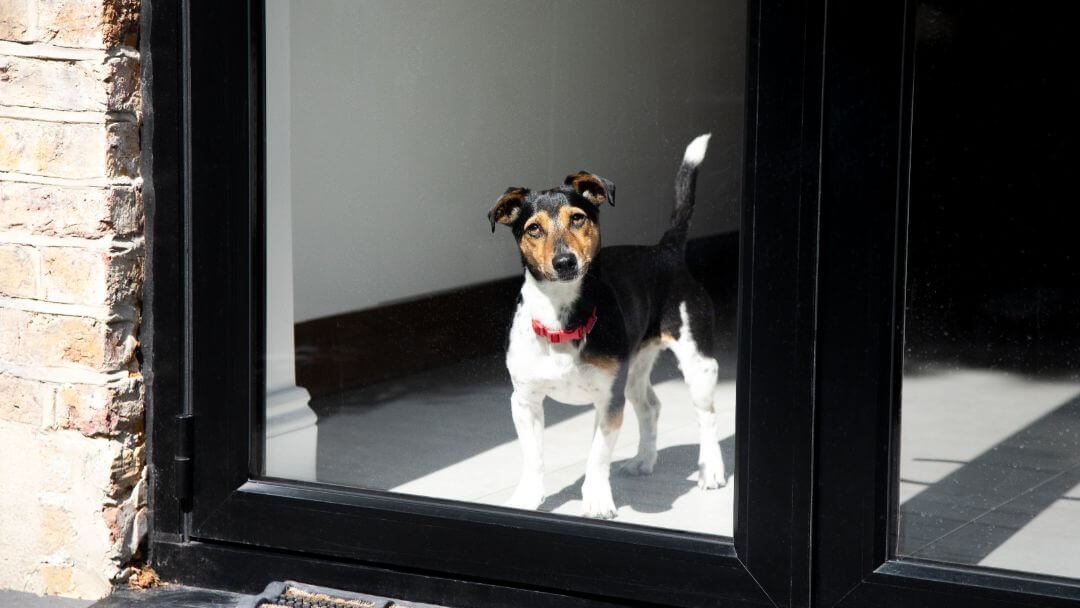 Jack Russell Terrier with red collar looking out of window.