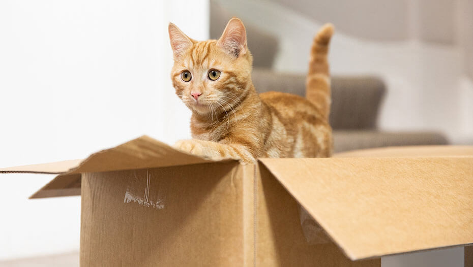 ginger kitten playing in a box